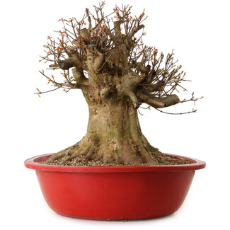 Acer buergerianum, 47 cm, ± 25 años