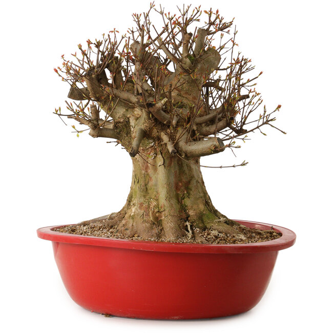 Acer buergerianum, 47 cm, ± 25 años, con un nebari de 40 cm