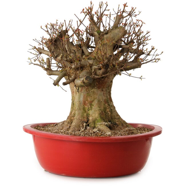 Acer buergerianum, 47 cm, ± 25 jaar oud, met een nebari van 40 cm
