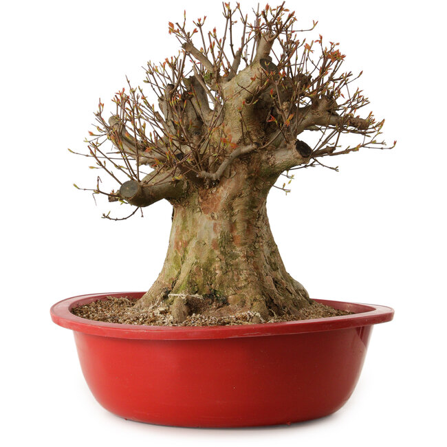 Acer buergerianum, 47 cm, ± 25 ans, avec un nebari de 40 cm