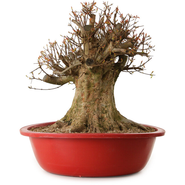 Acer buergerianum, 47 cm, ± 25 años, con un nebari de 40 cm