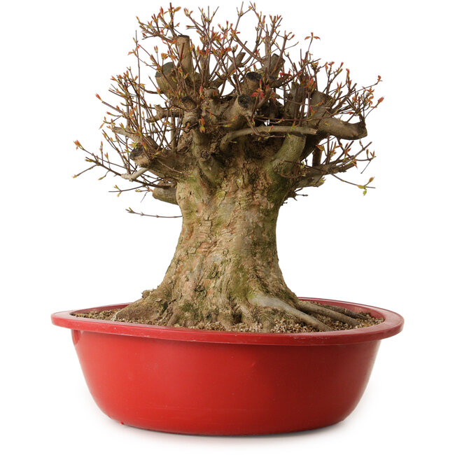 Acer buergerianum, 47 cm, ± 25 ans, avec un nebari de 40 cm