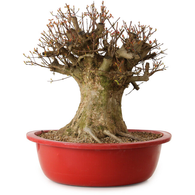 Acer buergerianum, 47 cm, ca. 25 Jahre alt, mit einem Wurzelhals von 40 cm