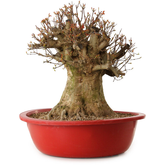 Acer buergerianum, 47 cm, ca. 25 Jahre alt, mit einem Wurzelhals von 40 cm