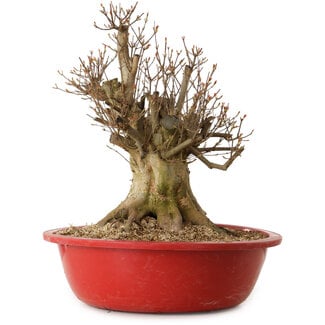 Acer buergerianum, 48 cm, ± 25 ans