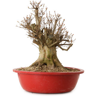 Acer buergerianum, 48 cm, ± 25 jaar oud