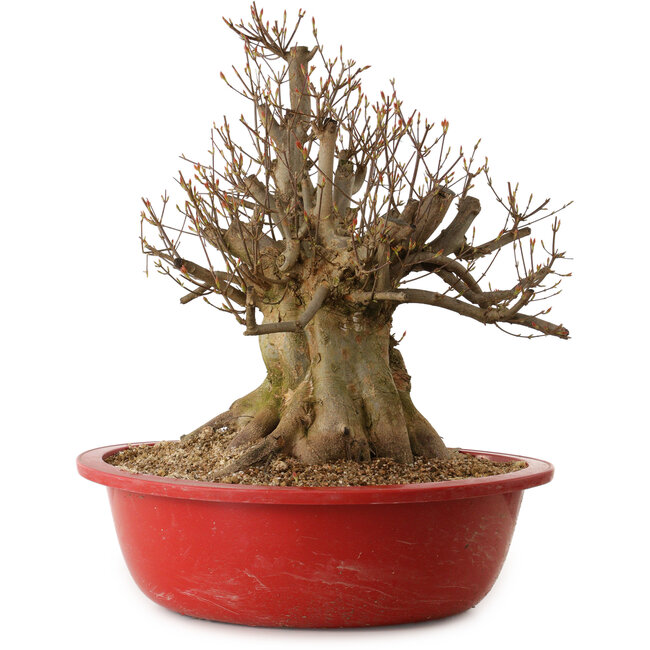 Acer buergerianum, 48 cm, ± 25 anni, con nebari di 32 cm