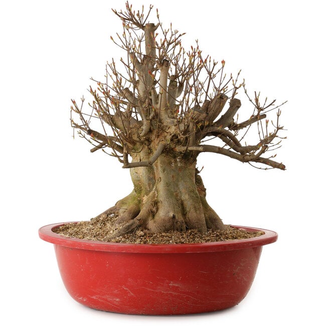 Acer buergerianum, 48 cm, ca. 25 Jahre alt, mit einem Wurzelhals von 32 cm