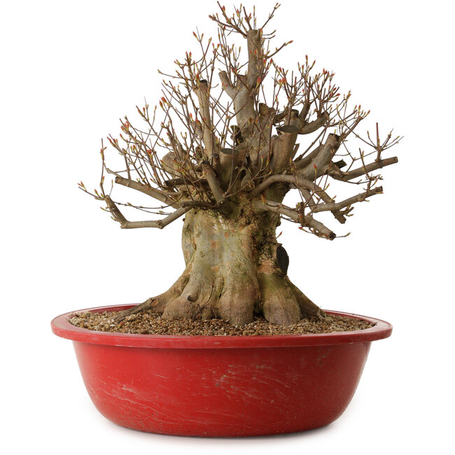Acer buergerianum, 48 cm, ± 25 ans, avec un nebari de 32 cm