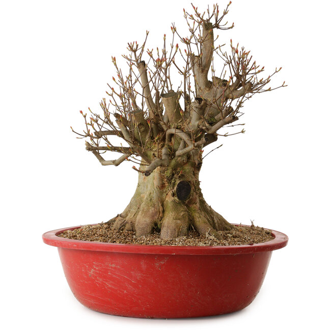 Acer buergerianum, 48 cm, ± 25 jaar oud, met een nebari van 32 cm