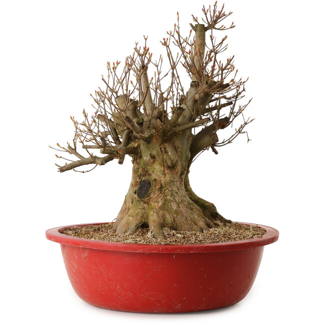 Acer buergerianum, 48 cm, ± 25 years old, with a nebari of 32 cm