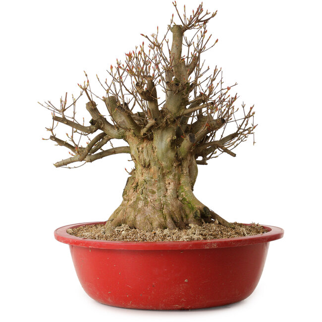 Acer buergerianum, 48 cm, ± 25 ans, avec un nebari de 32 cm