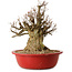 Acer buergerianum, 48 cm, ± 25 years old, with a nebari of 32 cm