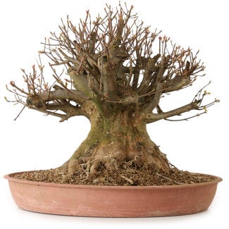 Acer buergerianum, 40 cm, ± 25 ans