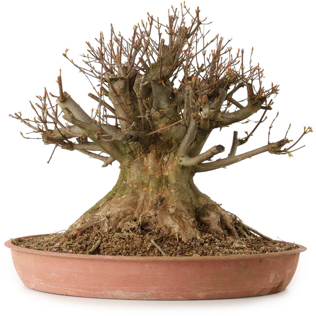 Acer buergerianum, 40 cm, ± 25 ans, avec un nebari de 34 cm