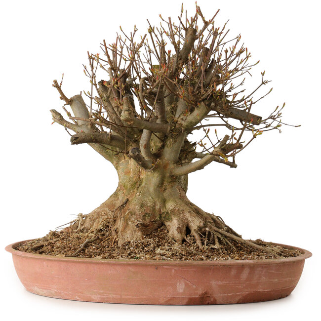 Acer buergerianum, 40 cm, ± 25 años, con un nebari de 34 cm