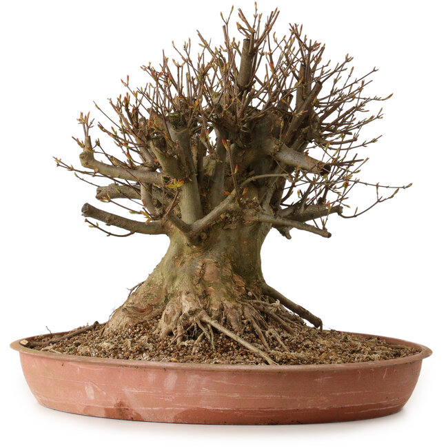 Acer buergerianum, 40 cm, ± 25 años, con un nebari de 34 cm