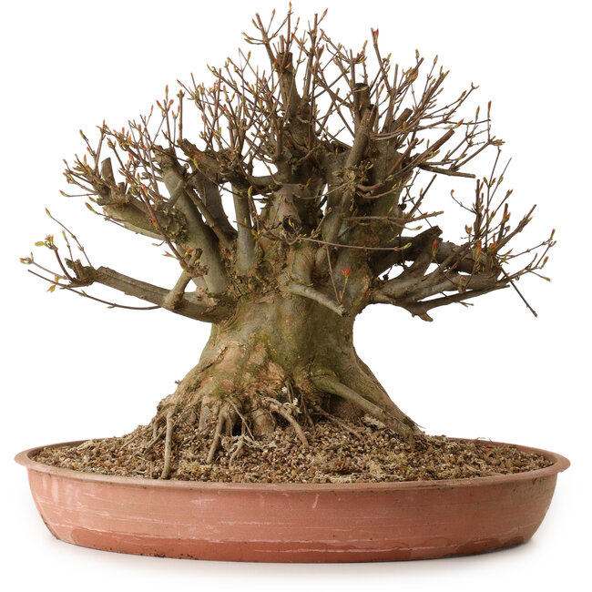 Acer buergerianum, 40 cm, ± 25 jaar oud, met een nebari van 34 cm