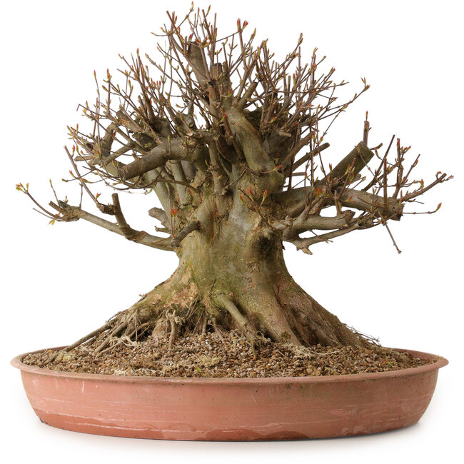 Acer buergerianum, 40 cm, ± 25 anni, con nebari di 34 cm