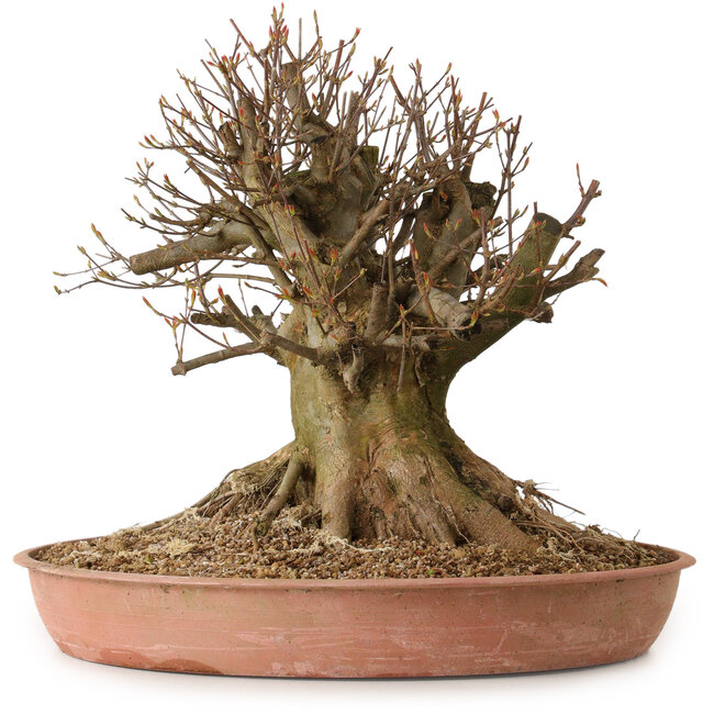 Acer buergerianum, 40 cm, ± 25 jaar oud, met een nebari van 34 cm