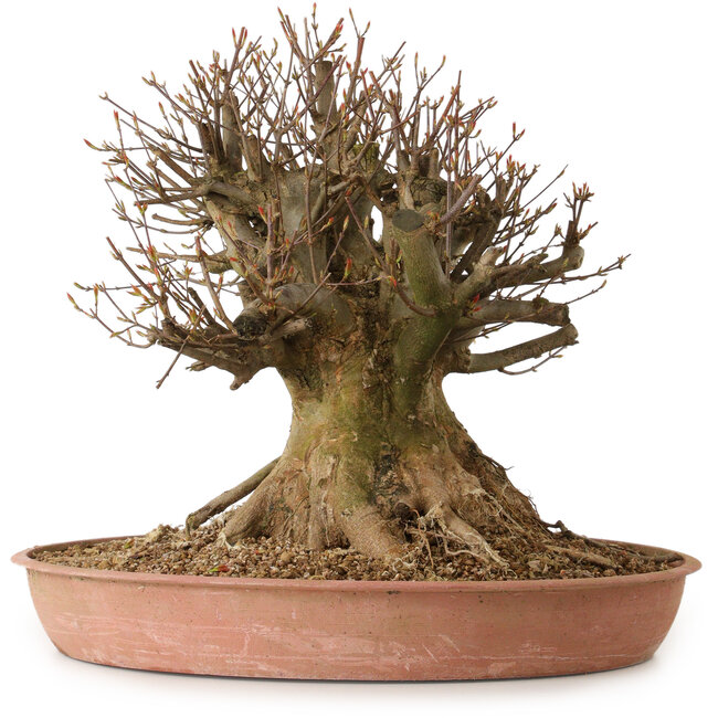 Acer buergerianum, 40 cm, ± 25 jaar oud, met een nebari van 34 cm