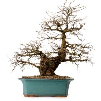 Carpinus coreana, 50 cm, ± 35 Jahre alt