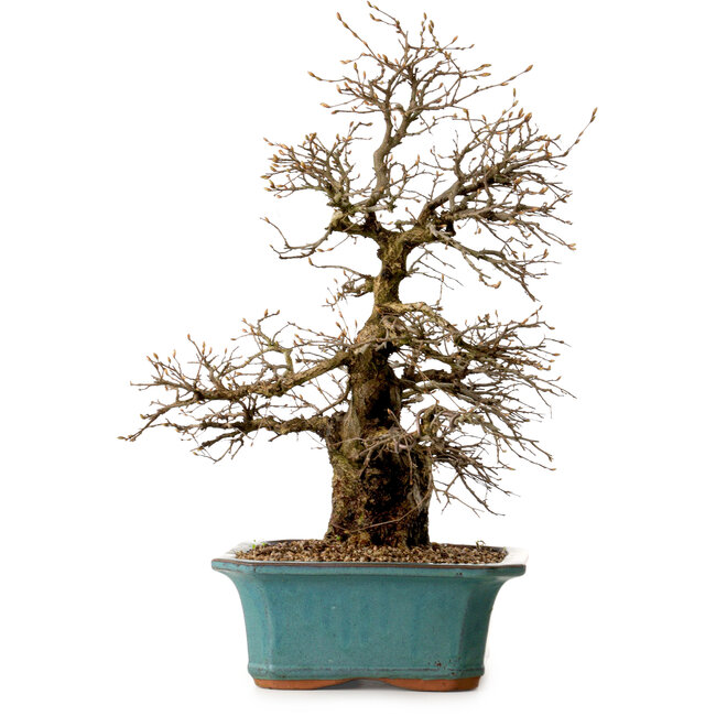 Carpinus coreana, 50 cm, ± 35 jaar oud, met een nebari van 13 cm