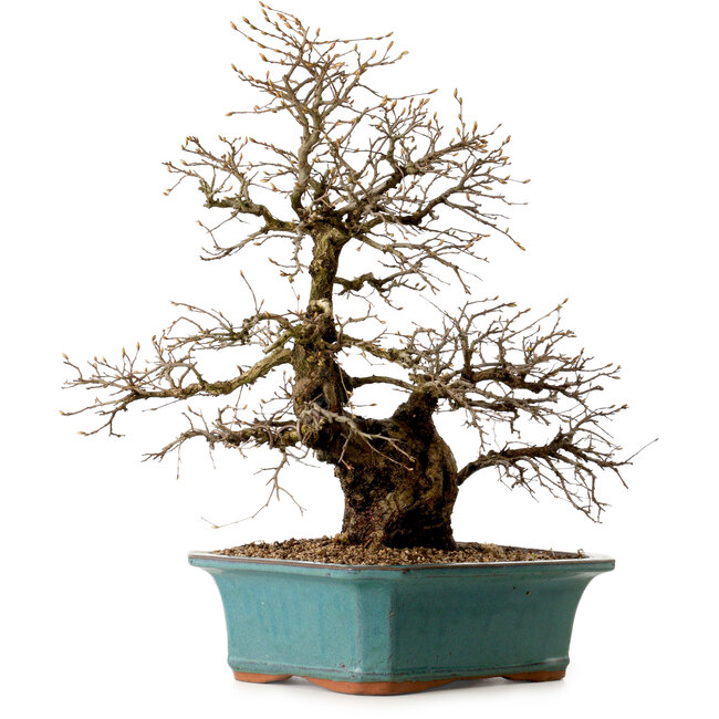 Carpinus coreana, 50 cm, ± 35 ans, avec un nebari de 13 cm
