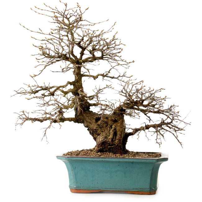 Carpinus coreana, 50 cm, ± 35 Jahre alt, mit einem Nebari von 13 cm