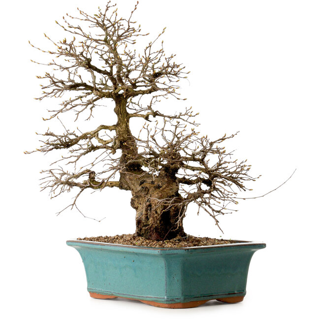 Carpinus coreana, 50 cm, ± 35 Jahre alt, mit einem Nebari von 13 cm