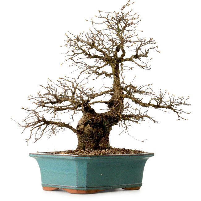Carpinus coreana, 50 cm, ± 35 anni, con nebari di 13 cm
