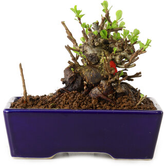 Chaenomeles speciosa, 12,5 cm, ± 20 years old