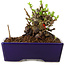 Chaenomeles speciosa, 12,5 cm, ± 20 ans, avec un nebari de 7 cm