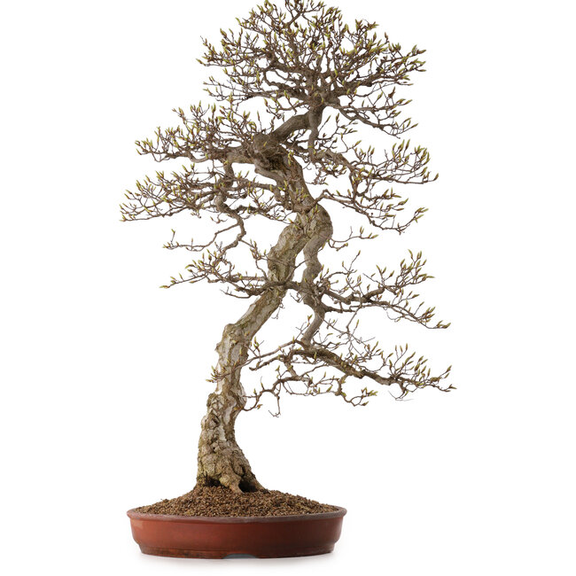 Carpinus coreana, 99 cm, ± 50 ans, avec un nebari de 25 cm