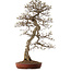 Carpinus coreana, 99 cm, ± 50 ans, avec un nebari de 25 cm