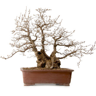 Carpinus coreana, 58 cm, ± 40 anni