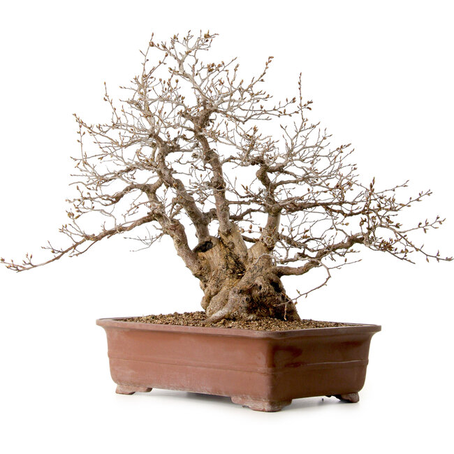 Carpinus coreana, 58 cm, ± 40 ans, avec un nebari de 26 cm