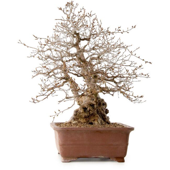 Carpinus coreana, 58 cm, ± 40 years old, with a nebari of 26 cm
