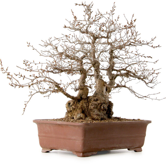 Carpinus coreana, 58 cm, ± 40 years old, with a nebari of 26 cm