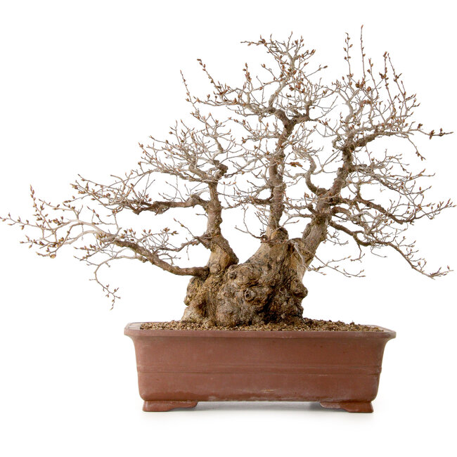 Carpinus coreana, 58 cm, ± 40 ans, avec un nebari de 26 cm