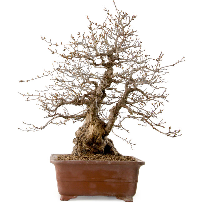 Carpinus coreana, 58 cm, ± 40 años, con un nebari de 26 cm