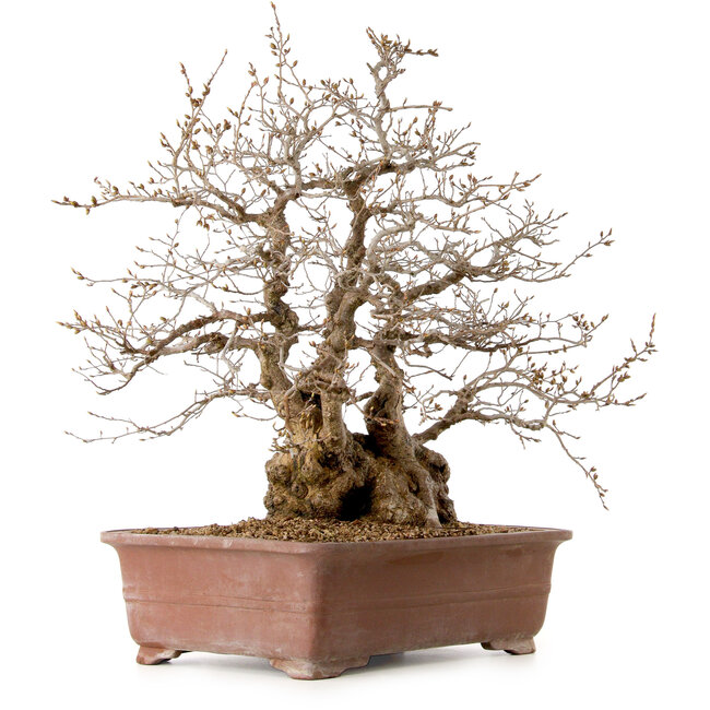 Carpinus coreana, 58 cm, ± 40 jaar oud, met een nebari van 26 cm
