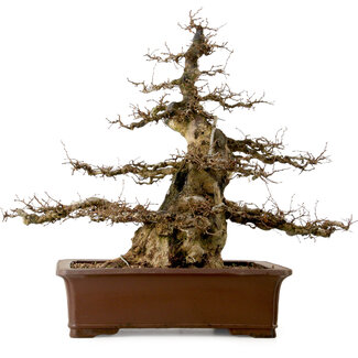 Carpinus coreana, 55 cm, ± 40 años