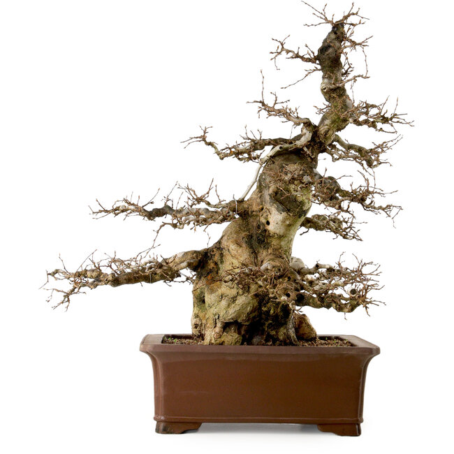 Carpinus coreana, 55 cm, ± 40 years old, with a nebari of 25 cm