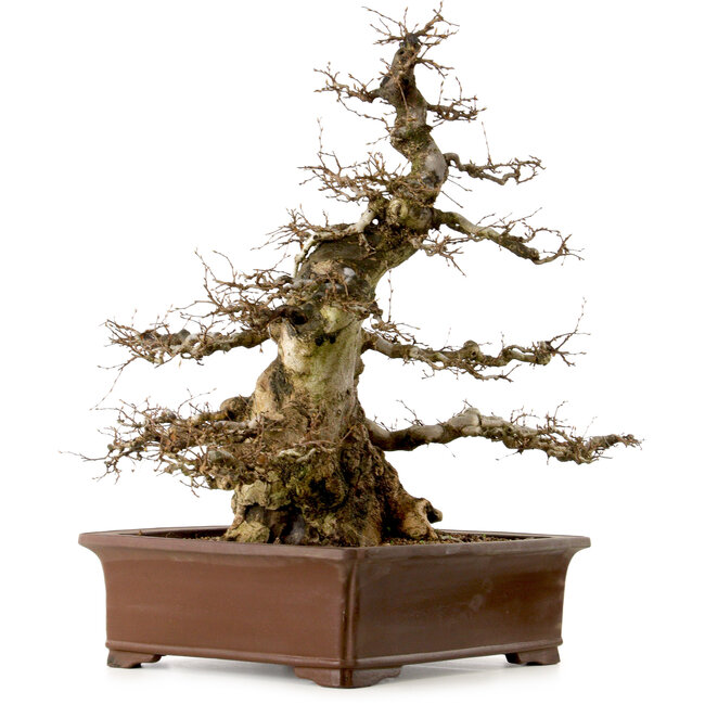 Carpinus coreana, 55 cm, ± 40 anni, con nebari di 25 cm