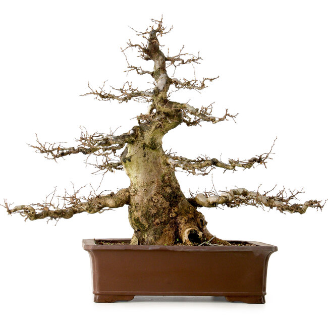 Carpinus coreana, 55 cm, ± 40 ans, avec un nebari de 25 cm