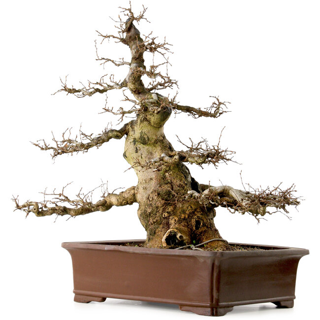 Carpinus coreana, 55 cm, ± 40 Jahre alt, mit einem Nebari von 25 cm