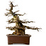 Carpinus coreana, 55 cm, ± 40 anni, con nebari di 25 cm