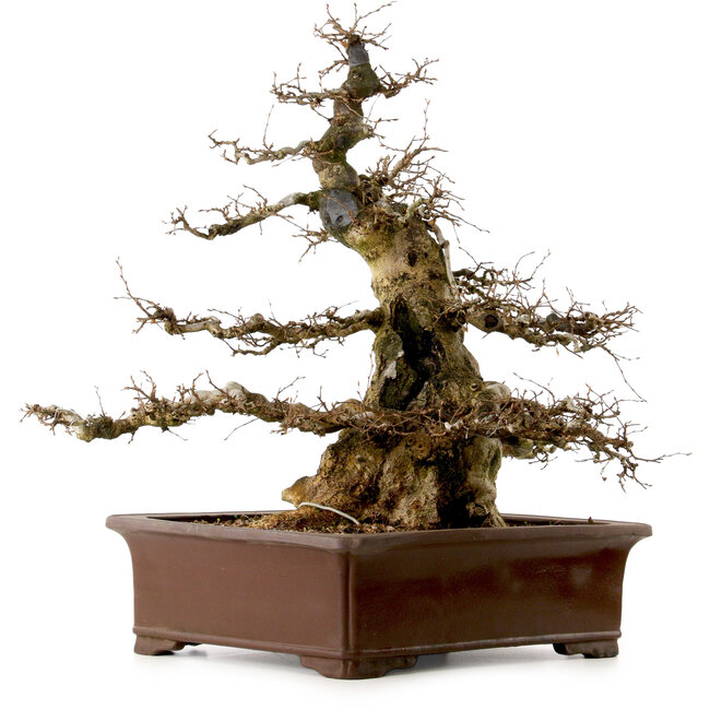 Carpinus coreana, 55 cm, ± 40 ans, avec un nebari de 25 cm