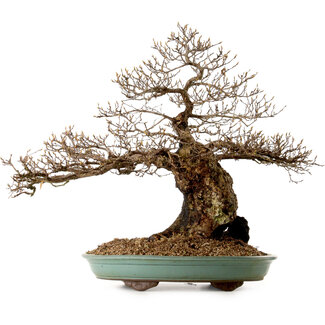 Carpinus coreana, 59 cm, ± 40 años